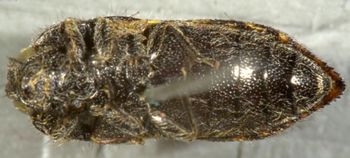 Media type: image;   Entomology 8026 Aspect: habitus ventral view